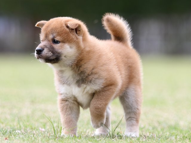 FP5A7739-puppy FP5A7739-puppy