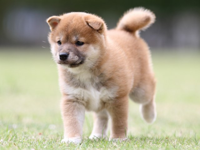 FP5A7749-puppy FP5A7749-puppy