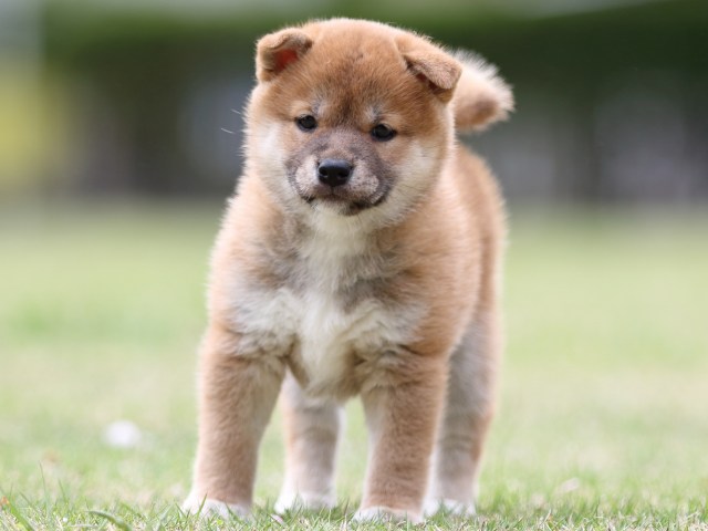 FP5A7755-puppy FP5A7755-puppy