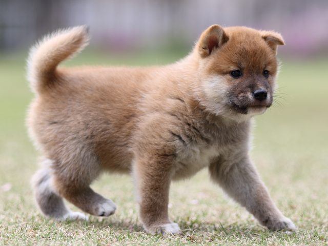 FP5A7865-puppy FP5A7865-puppy