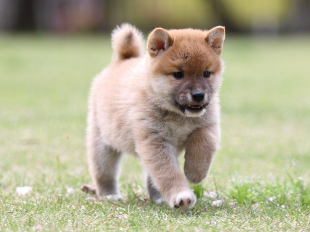 FP5A7878-puppy FP5A7878-puppy