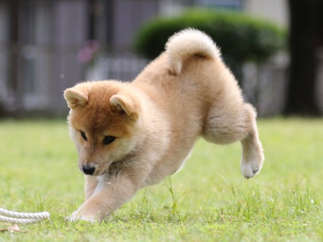 FP5A7881-puppy FP5A7881-puppy