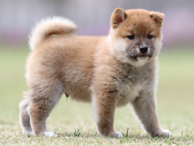 FP5A7922-puppy FP5A7922-puppy