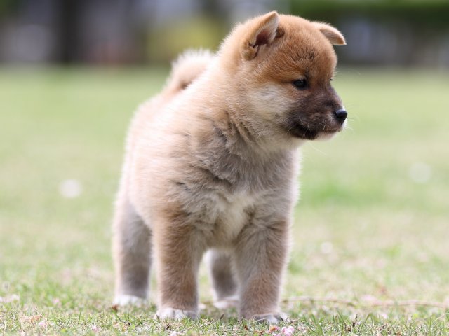 FP5A7956-puppy FP5A7956-puppy