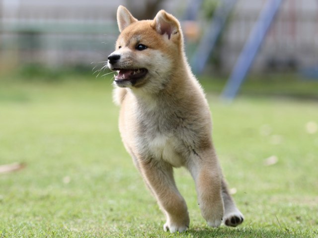 FP5A7966-puppy FP5A7966-puppy
