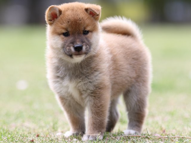FP5A7969-puppy FP5A7969-puppy