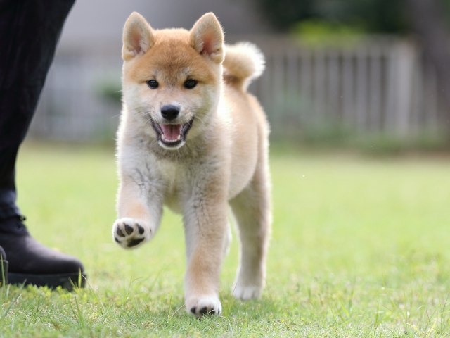 FP5A7984-puppy FP5A7984-puppy