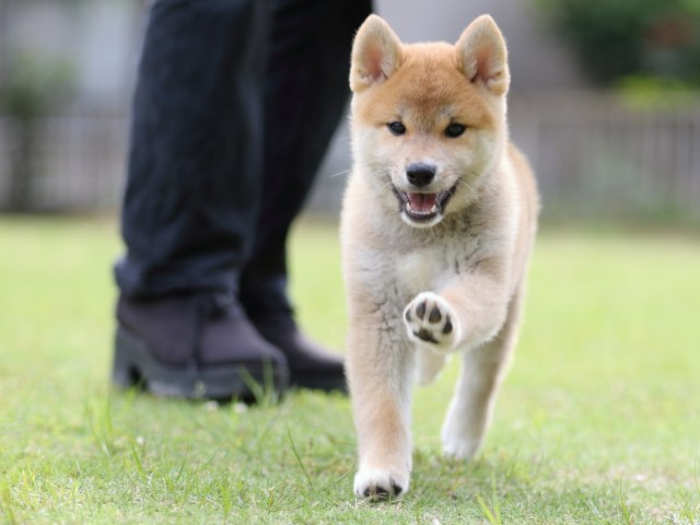 FP5A7987-puppy FP5A7987-puppy