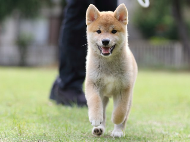 FP5A7989-puppy FP5A7989-puppy