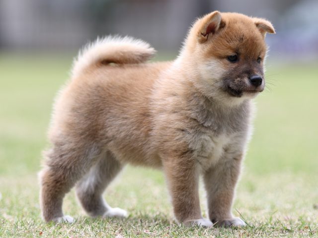 FP5A7997-puppy FP5A7997-puppy