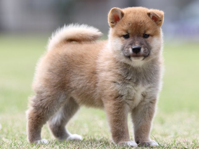 FP5A8000-puppy FP5A8000-puppy