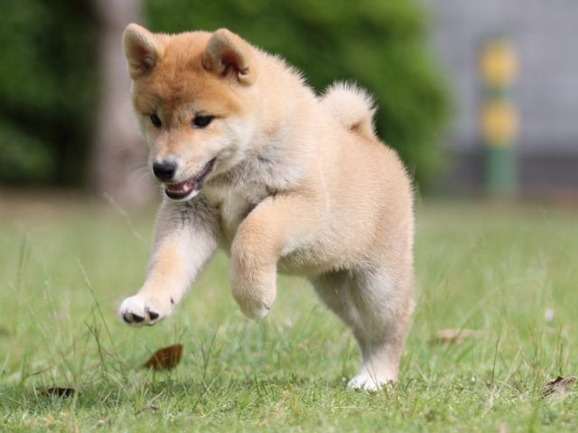 FP5A8020-puppy FP5A8020-puppy