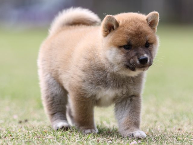 FP5A8021-puppy FP5A8021-puppy