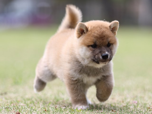 FP5A8024-puppy FP5A8024-puppy