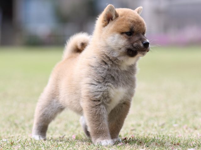 FP5A8032-puppy FP5A8032-puppy