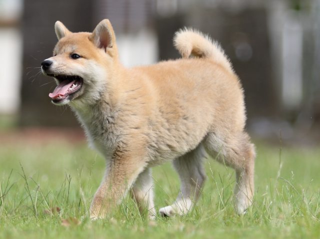 FP5A8038-puppy FP5A8038-puppy