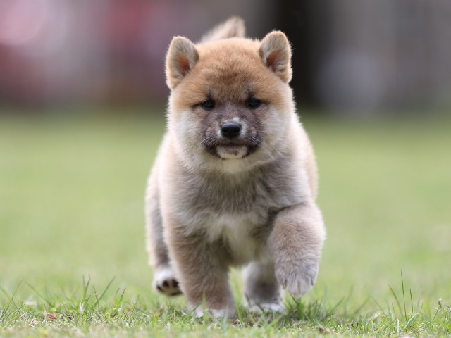 FP5A8060-puppy FP5A8060-puppy