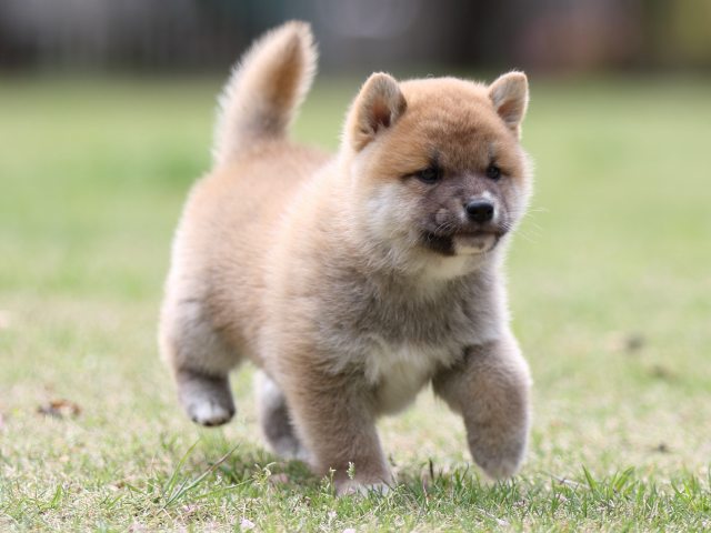 FP5A8072-puppy FP5A8072-puppy