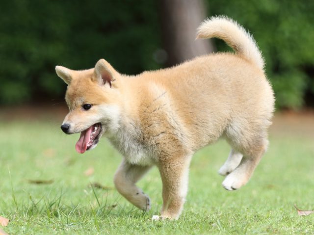 FP5A8091-puppy FP5A8091-puppy