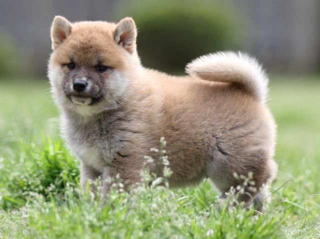 FP5A8111-puppy FP5A8111-puppy