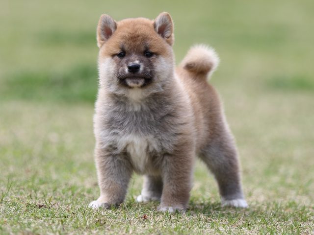 FP5A8149-puppy FP5A8149-puppy
