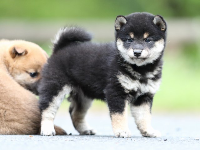 FP5A8584-puppy FP5A8584-puppy