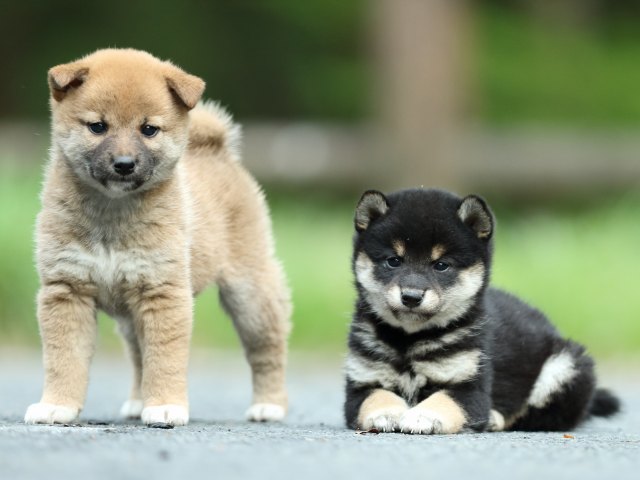 FP5A8603-puppy FP5A8603-puppy