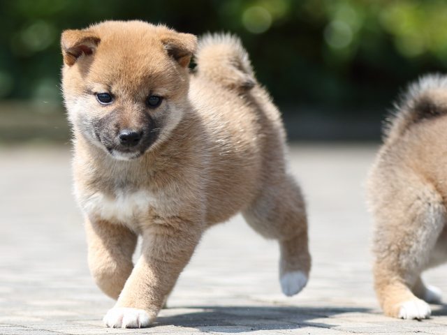 FP5A8818-puppy FP5A8818-puppy