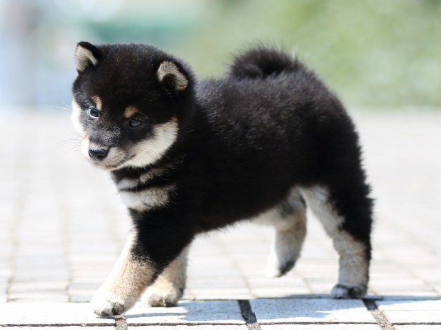 FP5A9009-puppy FP5A9009-puppy