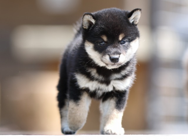 FP5A9209-puppy FP5A9209-puppy