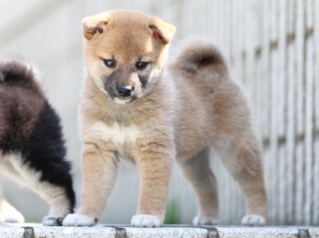 FP5A9231-puppy FP5A9231-puppy