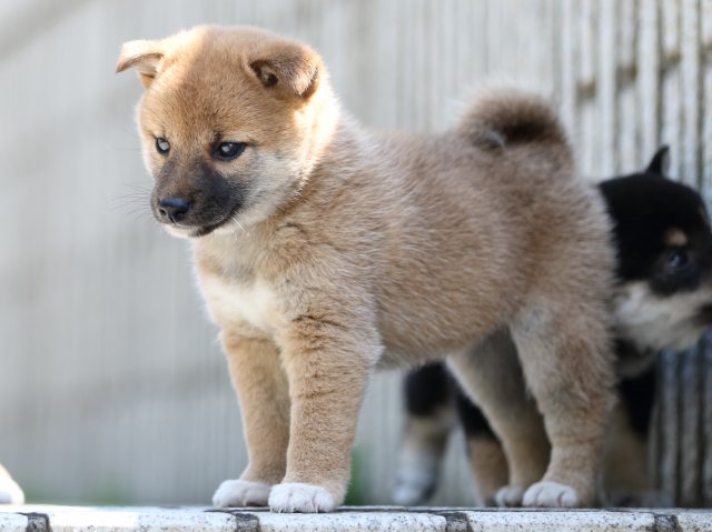 FP5A9236-puppy FP5A9236-puppy