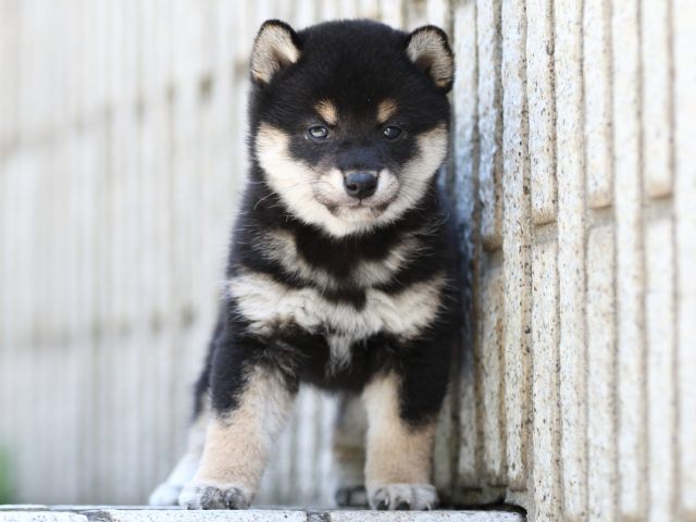 FP5A9246-puppy FP5A9246-puppy