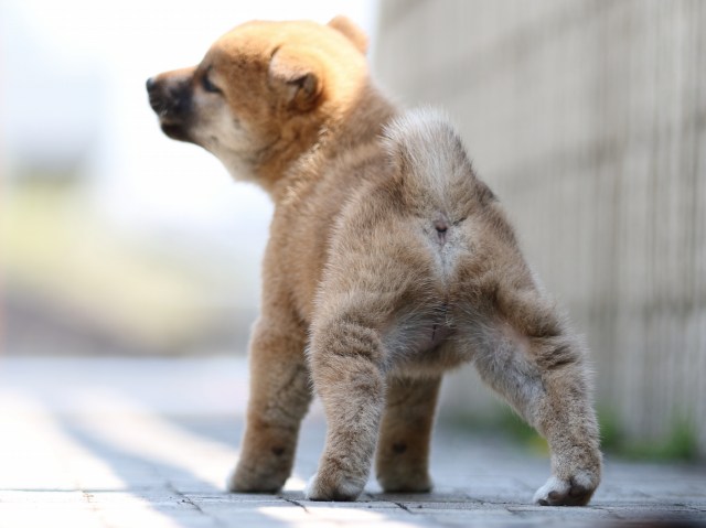 FP5A9316-puppy FP5A9316-puppy