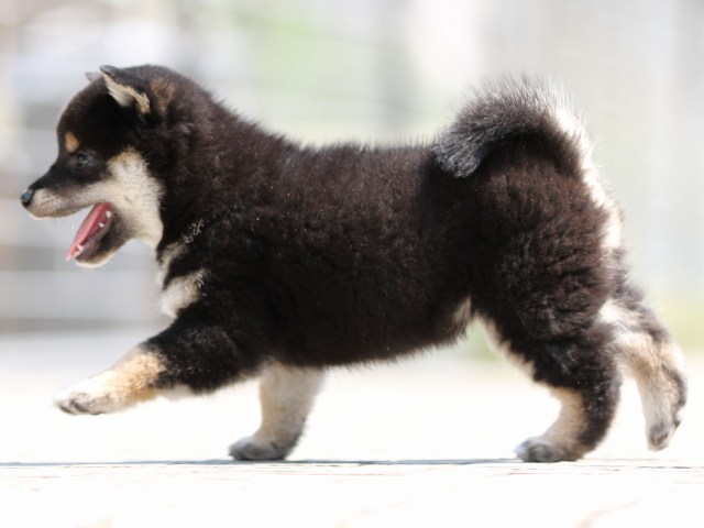 FP5A9324-puppy FP5A9324-puppy