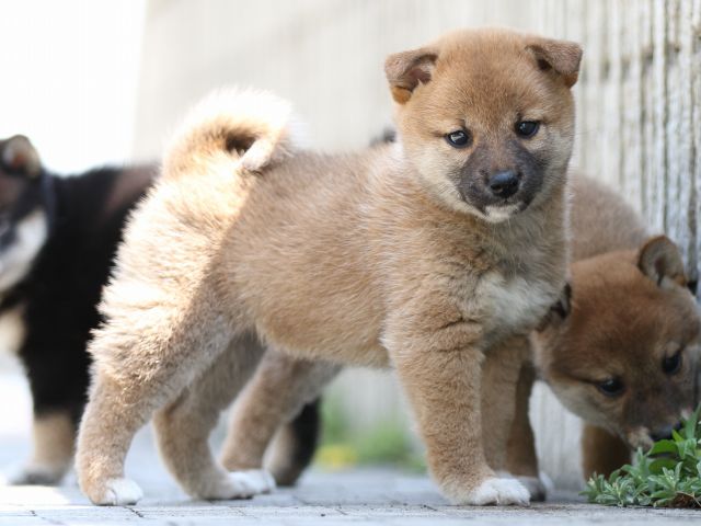 FP5A9337-puppy FP5A9337-puppy