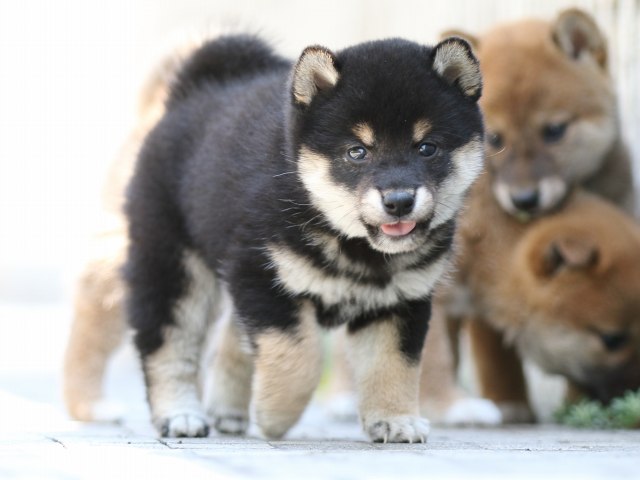 FP5A9346-puppy FP5A9346-puppy
