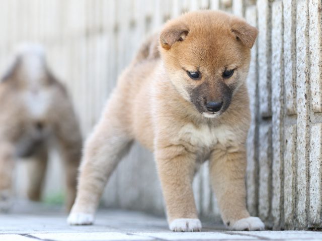 FP5A9381-puppy FP5A9381-puppy