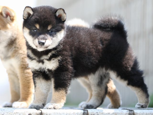 FP5A9395-puppy FP5A9395-puppy