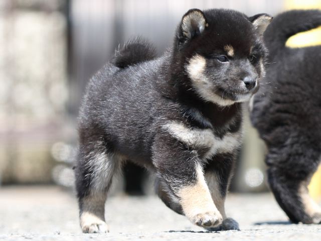 FP5A9508-puppy FP5A9508-puppy