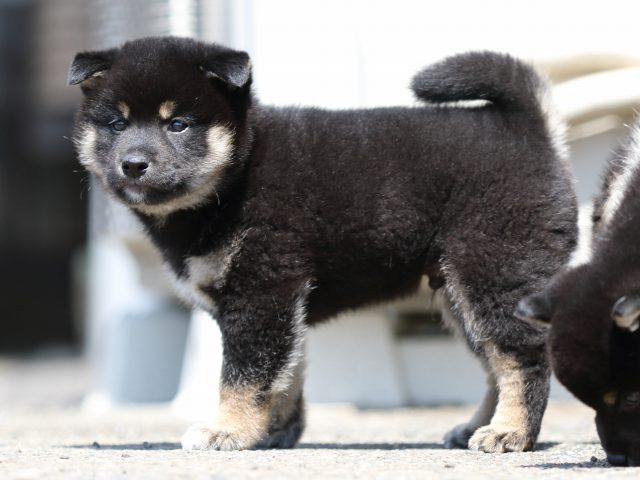 FP5A9539-puppy FP5A9539-puppy
