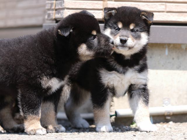 FP5A9542-puppy FP5A9542-puppy