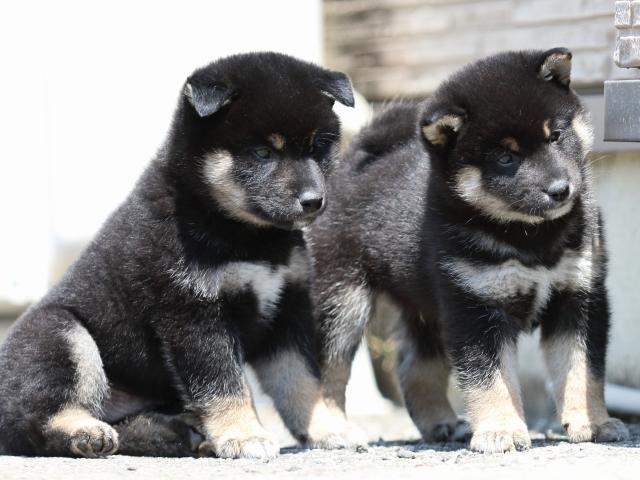 FP5A9554-puppy FP5A9554-puppy