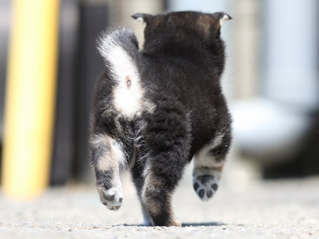 FP5A9558-puppy FP5A9558-puppy