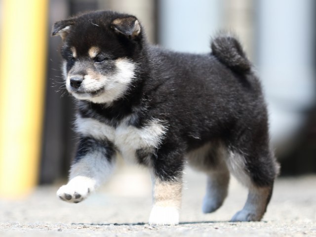 FP5A9562-puppy FP5A9562-puppy