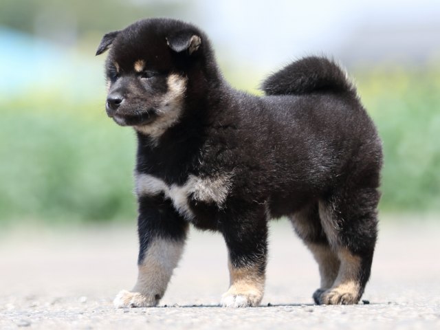 FP5A9595-puppy FP5A9595-puppy