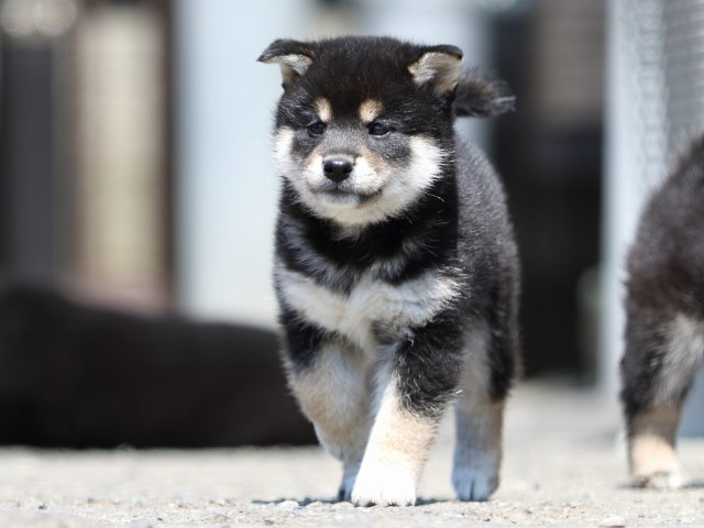 FP5A9662-puppy FP5A9662-puppy