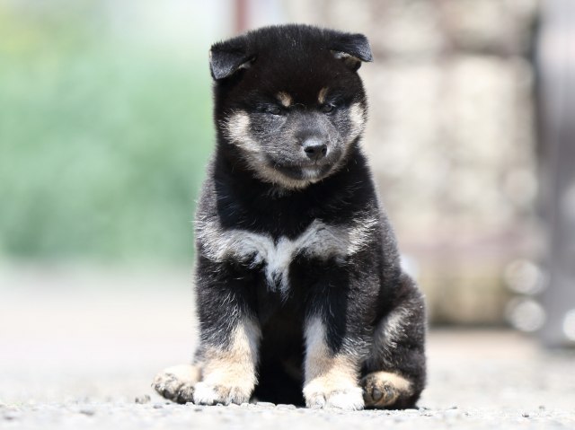 FP5A9730-puppy FP5A9730-puppy