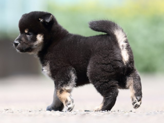 FP5A9745-puppy FP5A9745-puppy