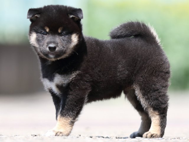 FP5A9749-puppy FP5A9749-puppy